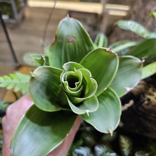 Neoregelia Space oneil