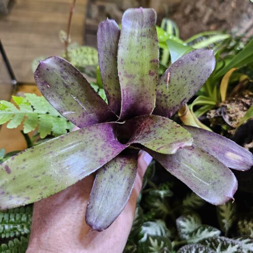 Neoregelia Olivia