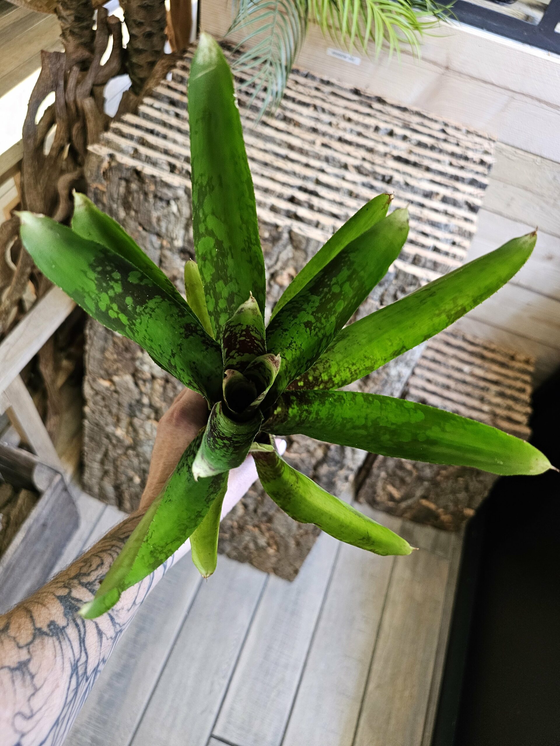 Neoregelia XXL – Image 2