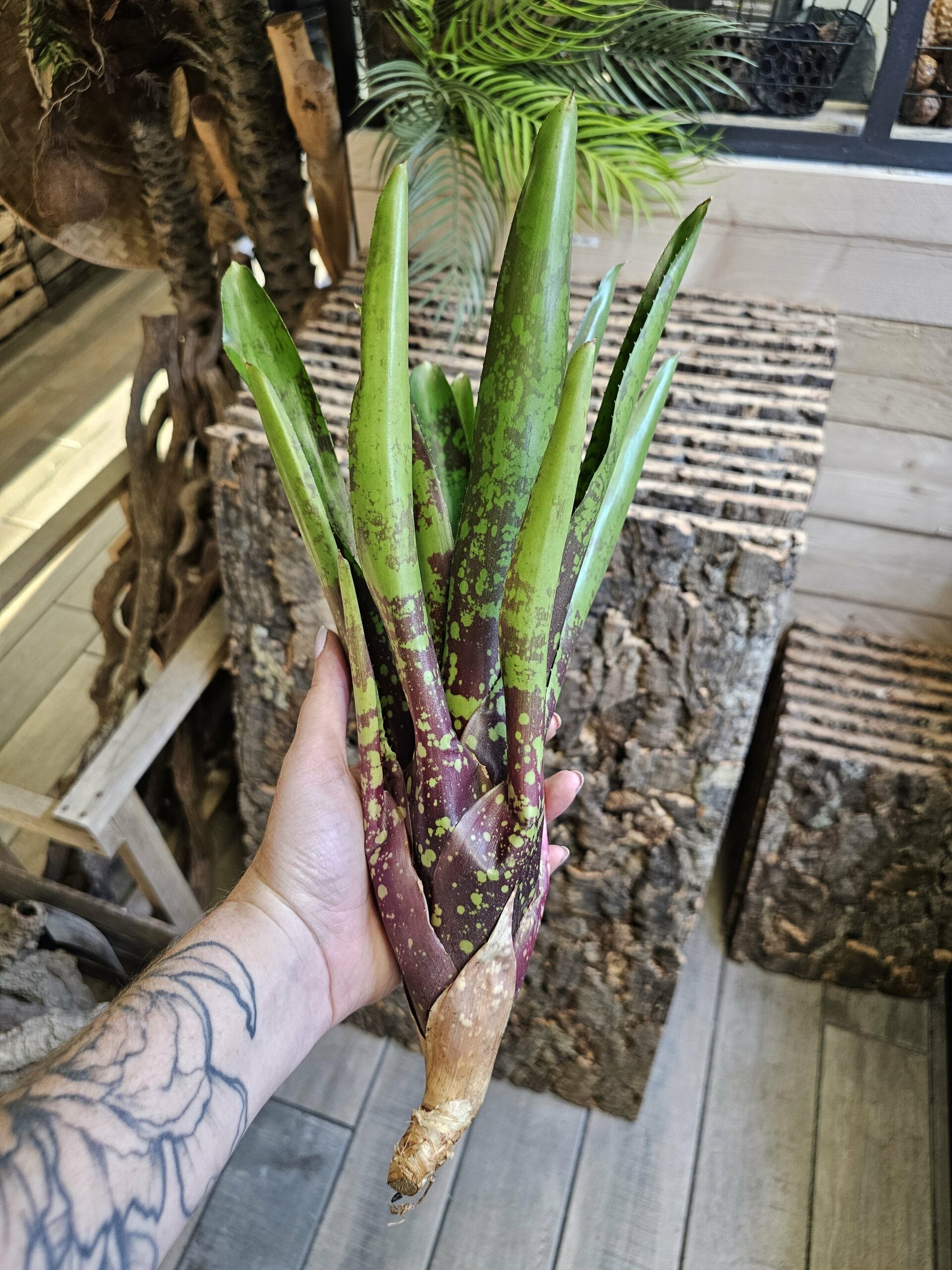 Neoregelia XXL – Image 3