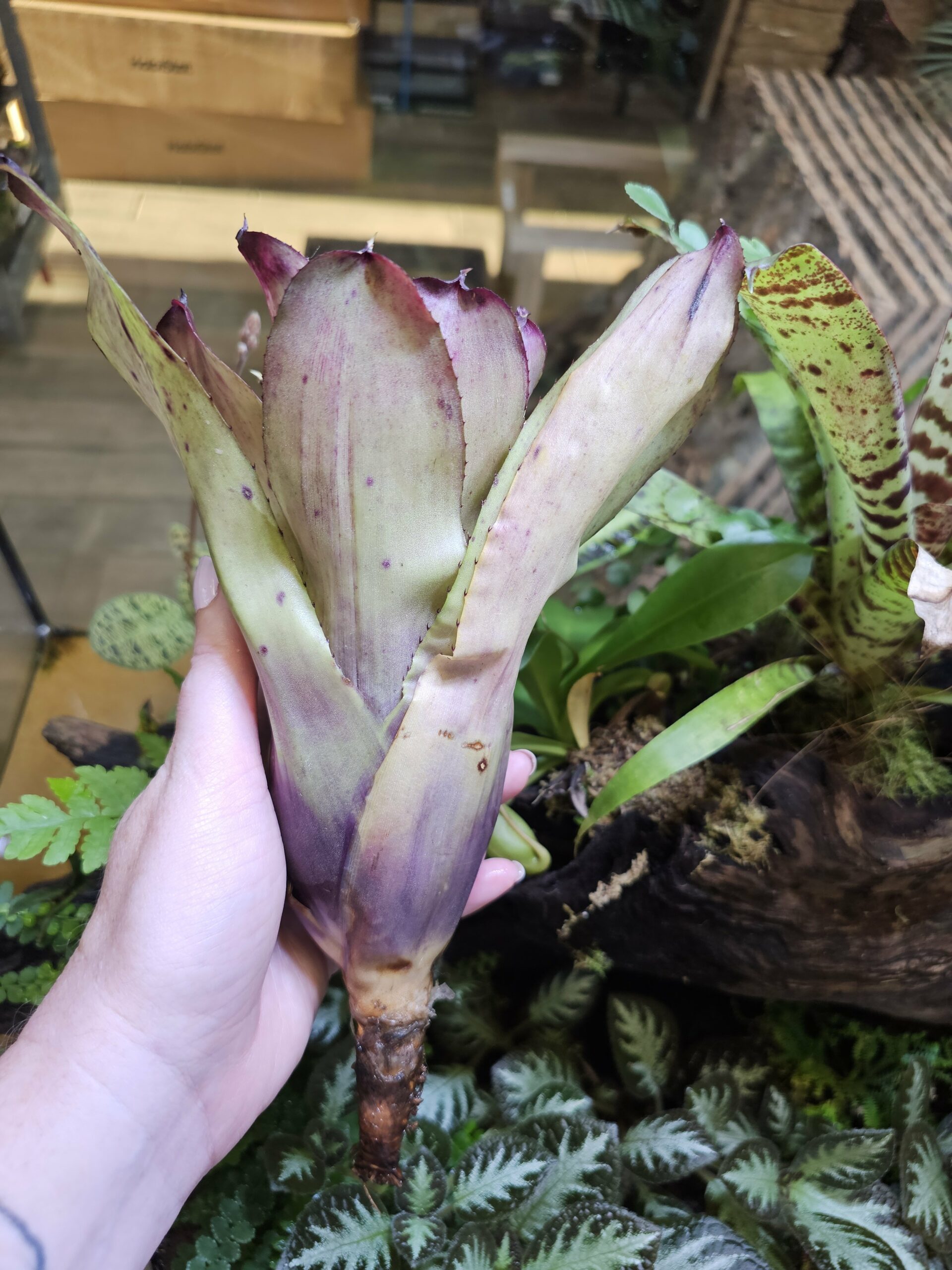 Neoregelia - Strawberry roan – Image 2