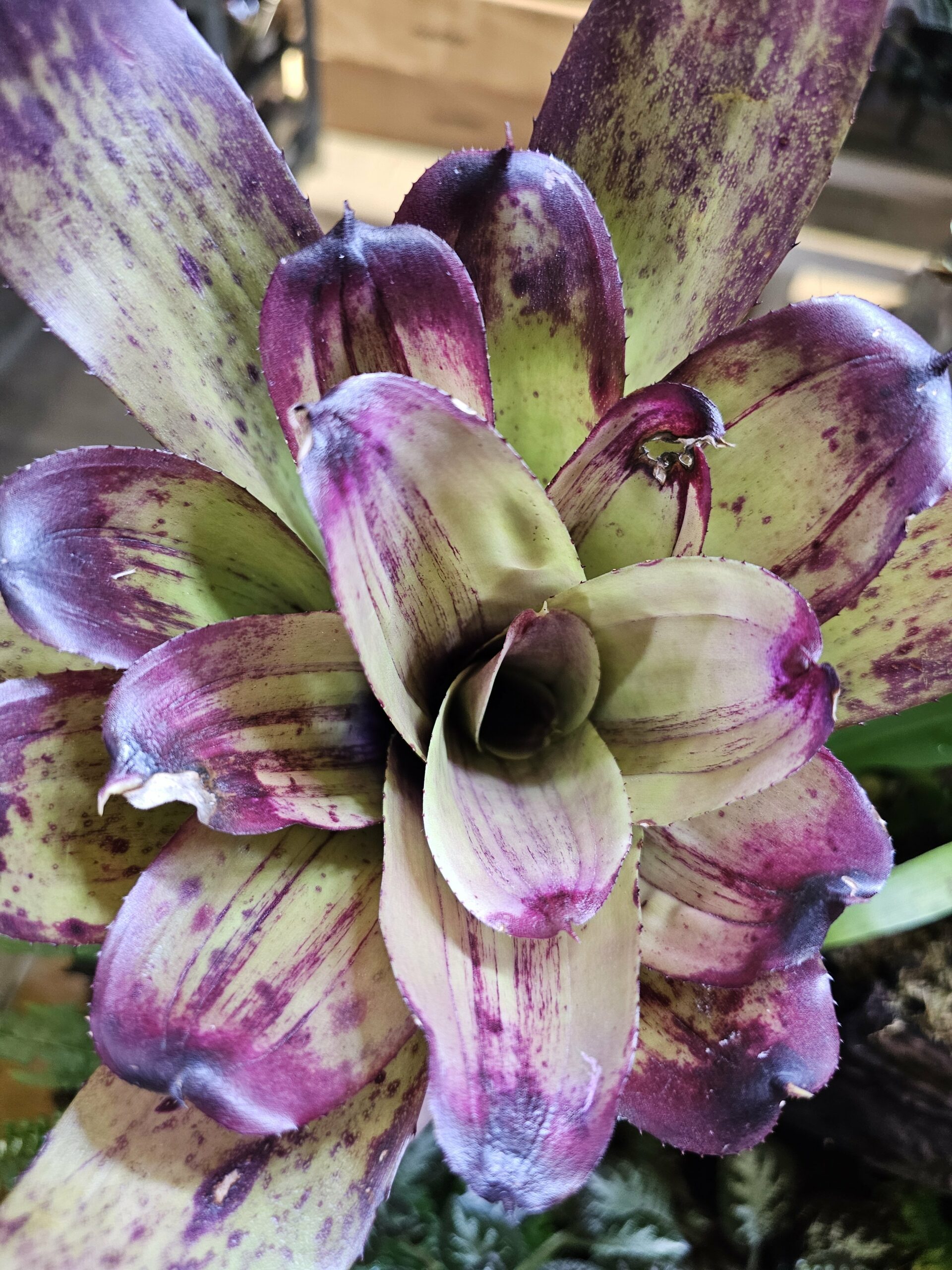 Neoregelia - Strawberry roan – Image 3