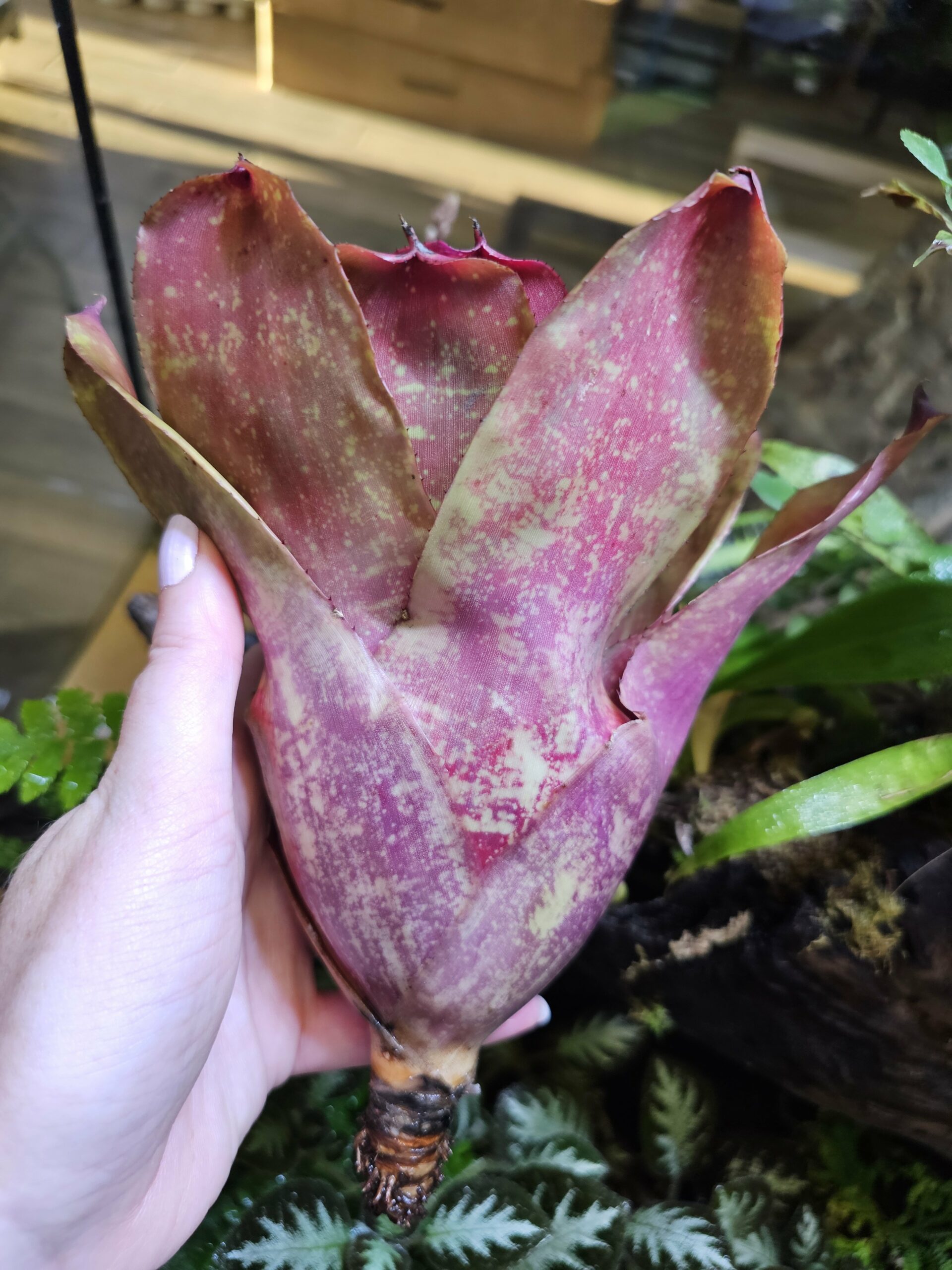 Neoregelia Letty – Image 2