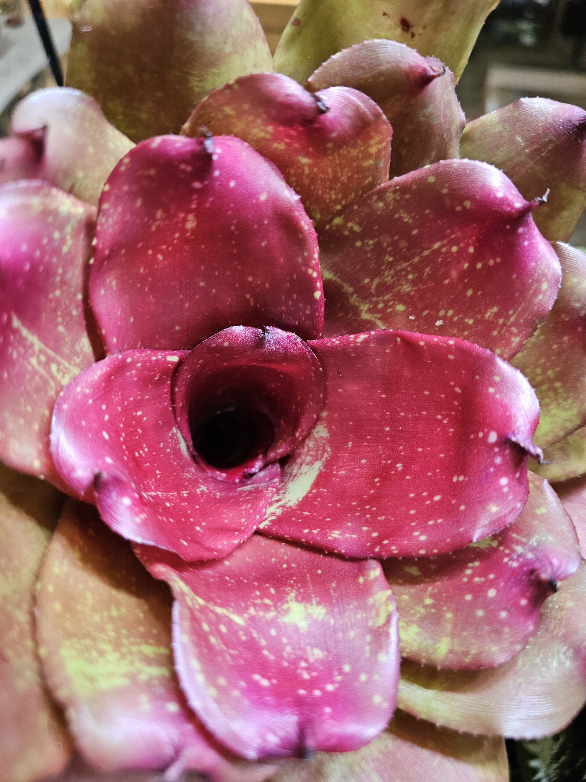 Neoregelia Letty – Image 3