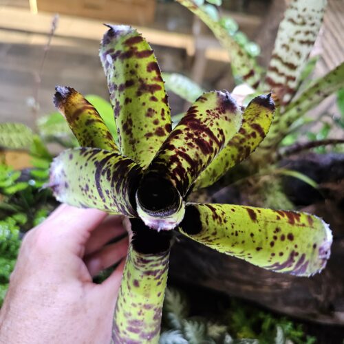 Neoregelia - Jackson tiger