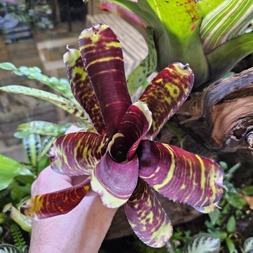 Neoregelia - Francesco tiger