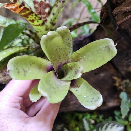 Neoregelia Little scarlet