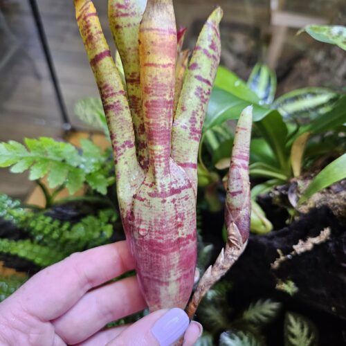 Neoregelia - Pauciflora sunrise