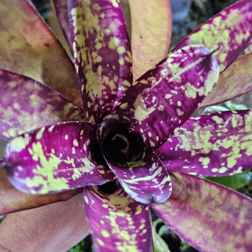 Neoregelia - Interstellar