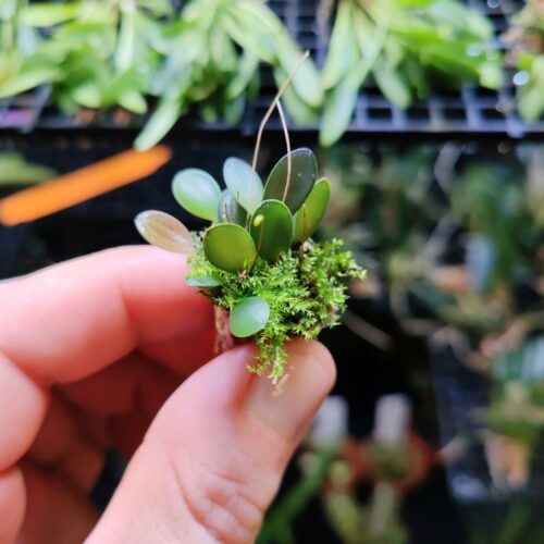 Orchidée miniature - Pleurothallis Grobyi "Costa Rica Mini"