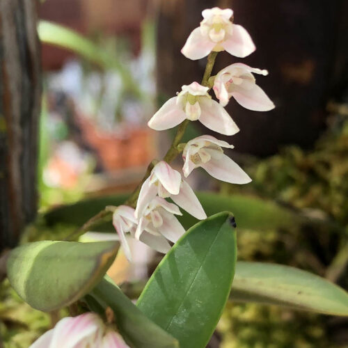 Orchidée miniature - Pleurothallis dimidia