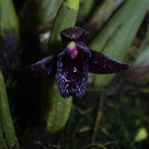 Orchidée miniature - Maxillaria Schunkeana