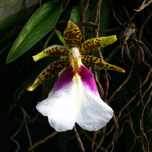 Orchidée miniature - Trichocentrum Tigrinum