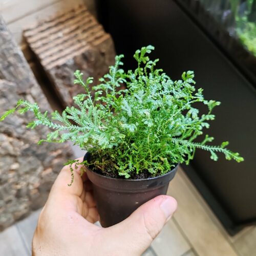 Selaginella sp "Costa Rica"