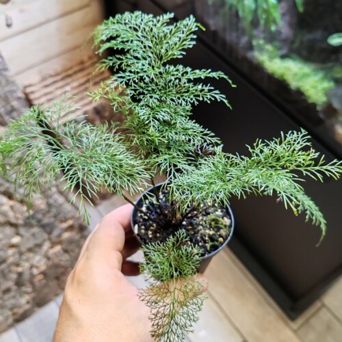 Asplenium Daucifollum