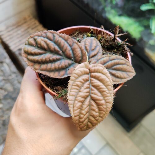 Labisia sp "Vietnam"