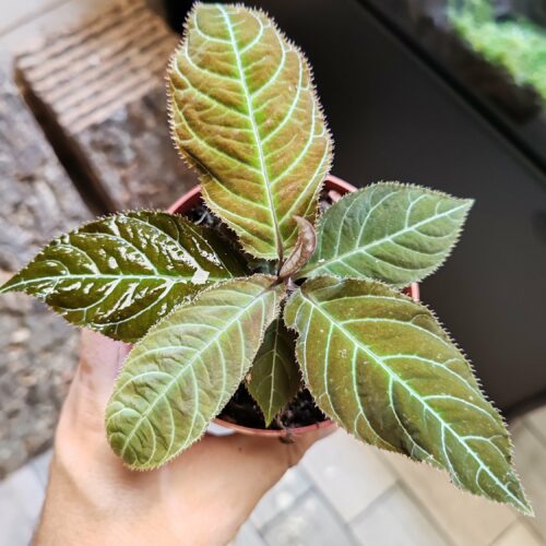 Labisia sp "Gigantifolia"