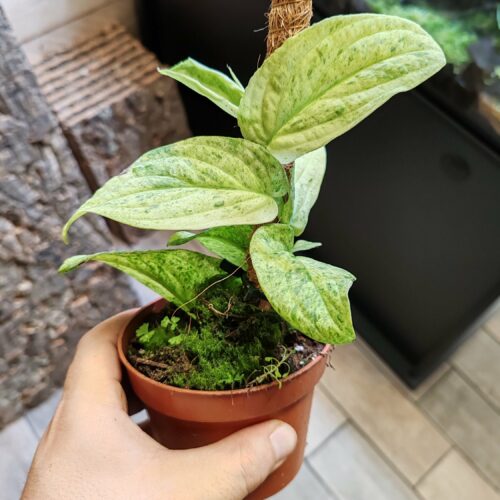 Rhaphidophora korthalsii "Marble Aura"