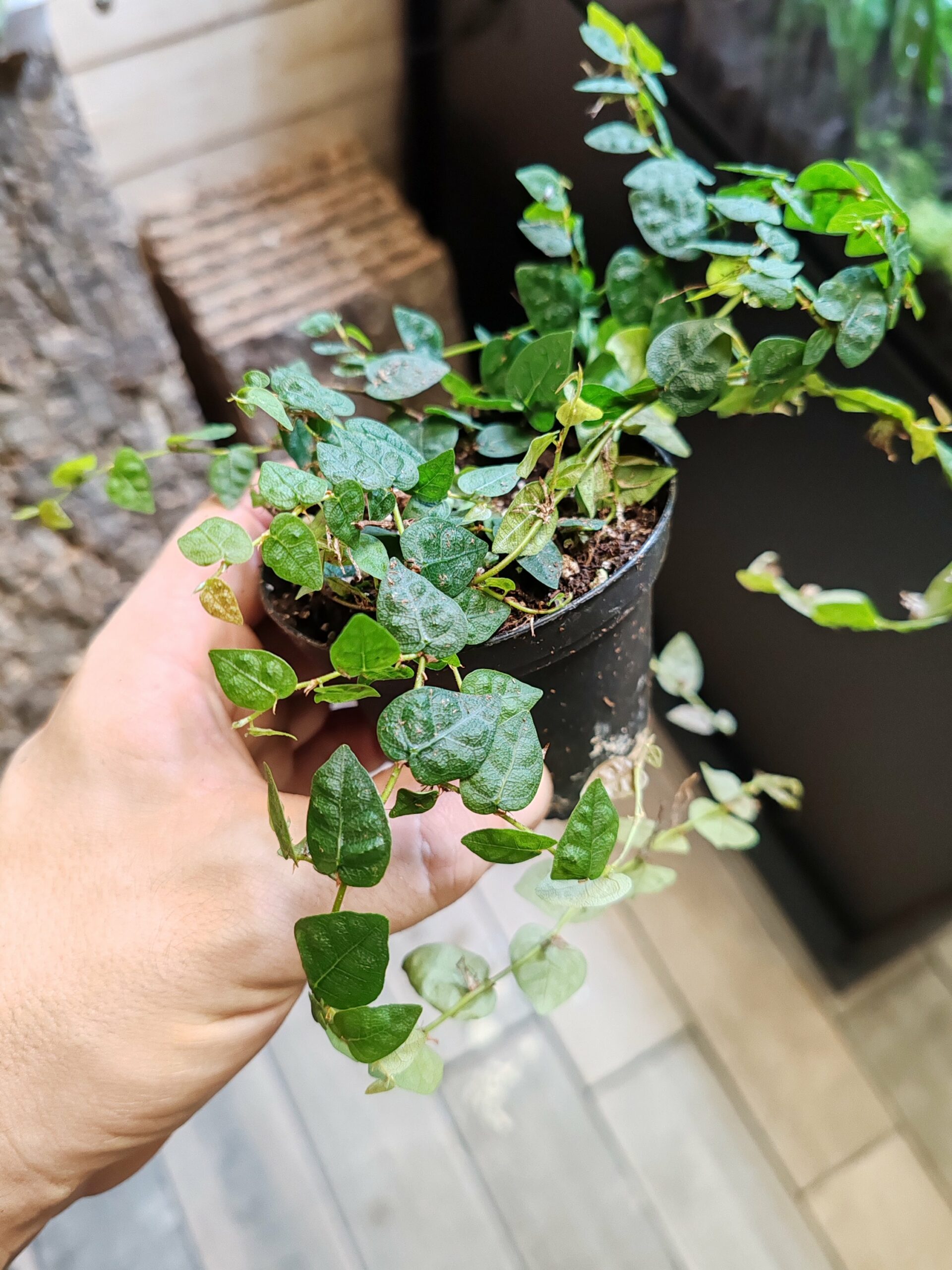 Ficus pumila var. Minuta – Image 2