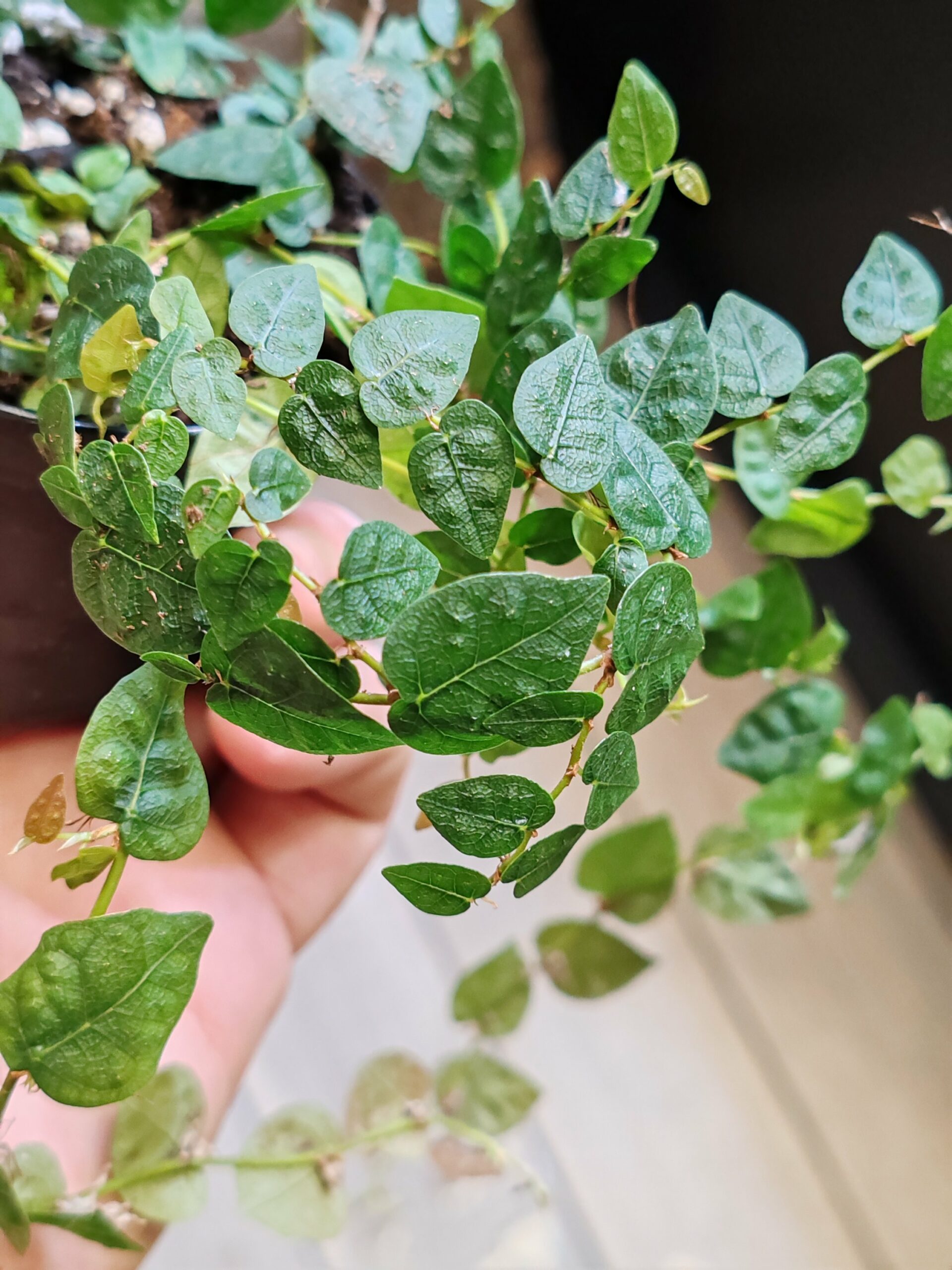 Ficus pumila var. Minuta