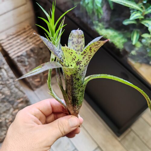 Neoregelia Pauciflora x Violetta