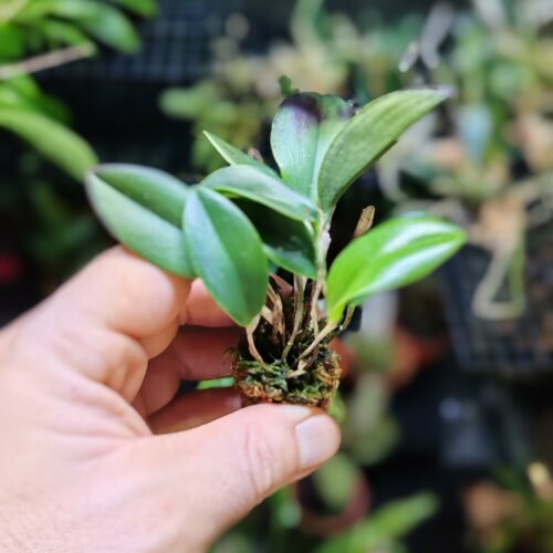 Orchidée miniature - Restrepia contorta