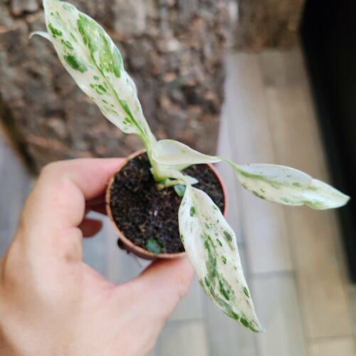 Rhaphidophora puberula "Variegata"