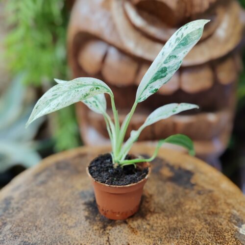 Rhaphidophora puberula "Variegata"