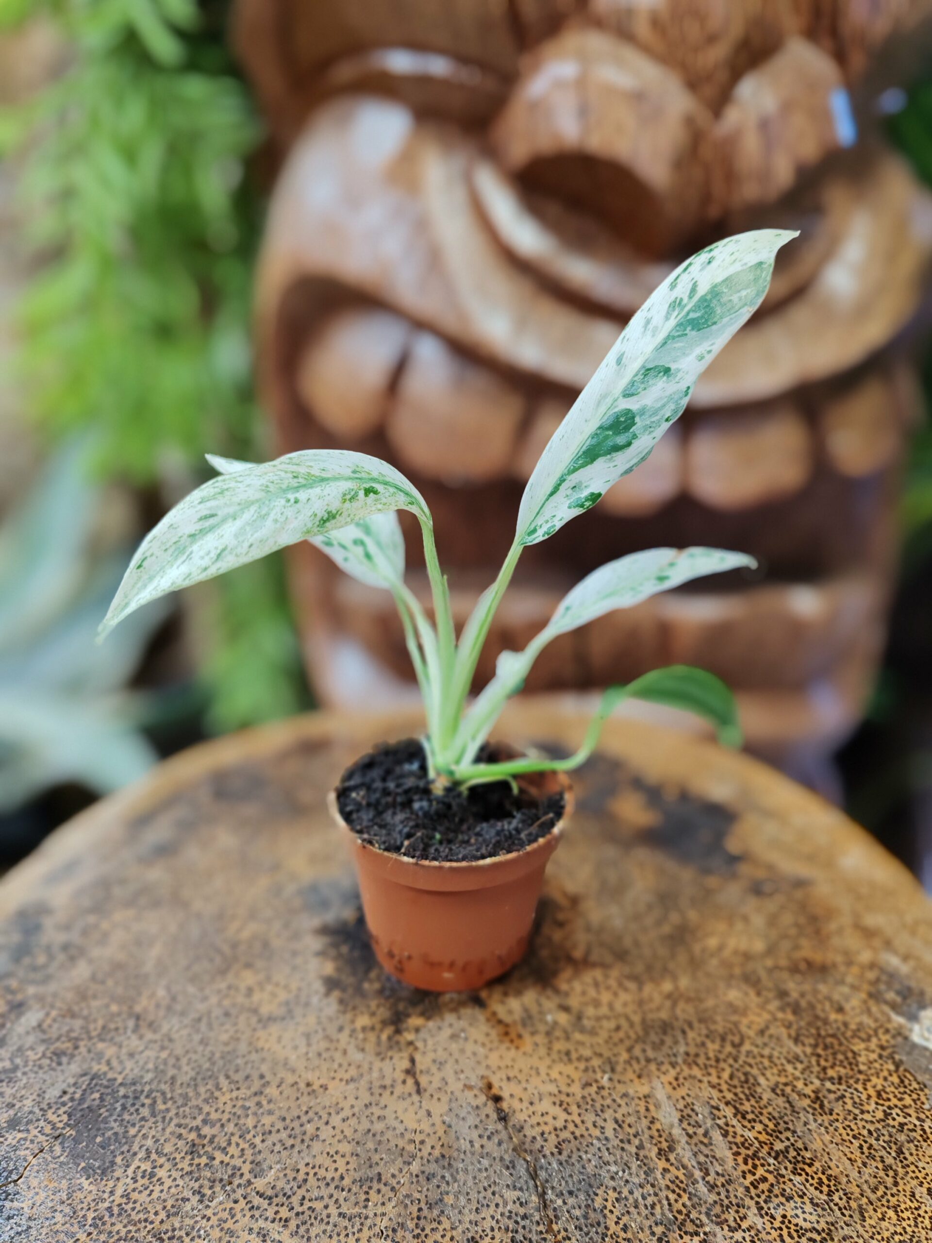 Rhaphidophora puberula "Variegata"