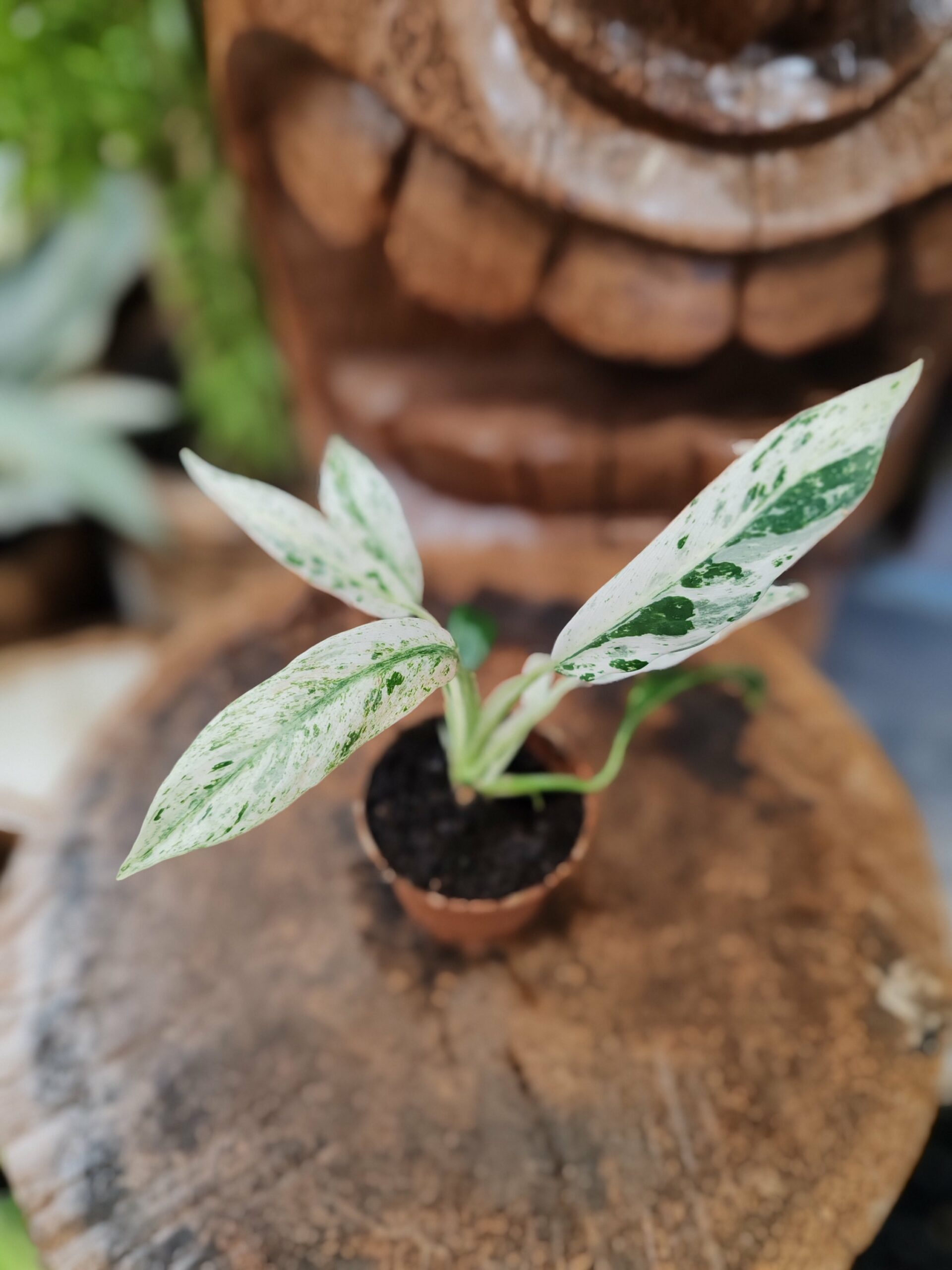 Rhaphidophora puberula "Variegata" – Image 2