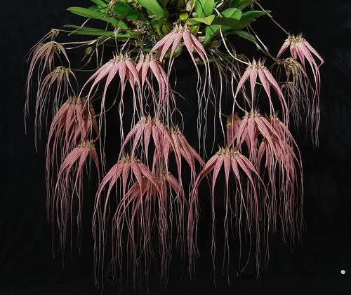 Orchidée - Bulbophyllum Elisabeth Ann Buckleberry