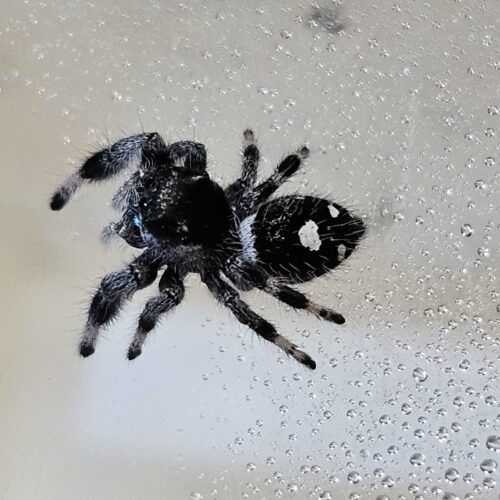 ⭐🕷️ Phidippus regius “Soroa” L6/L7 Femelle "OLIVIA" ♀️