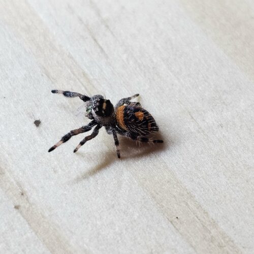 ⭐🕷️ Phidippus regius “Soroa” L5/L6 Femelle "CARMEN" ♀️