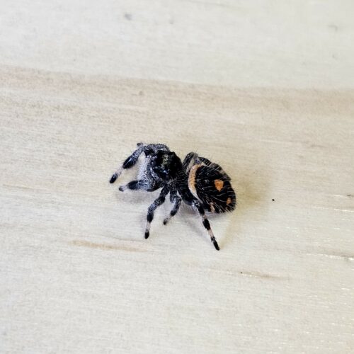 ⭐🕷️ Phidippus regius “Soroa” L5/L6 Femelle "OPHELIE" ♀️