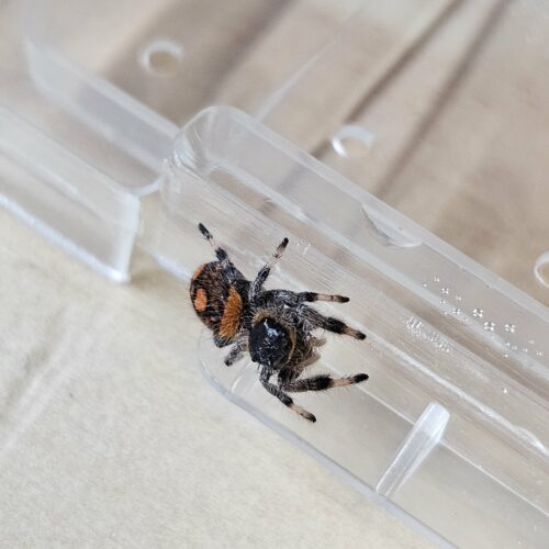 ⭐🕷️ Phidippus regius “Soroa” L5/L6 Femelle "JESSY" ♀️