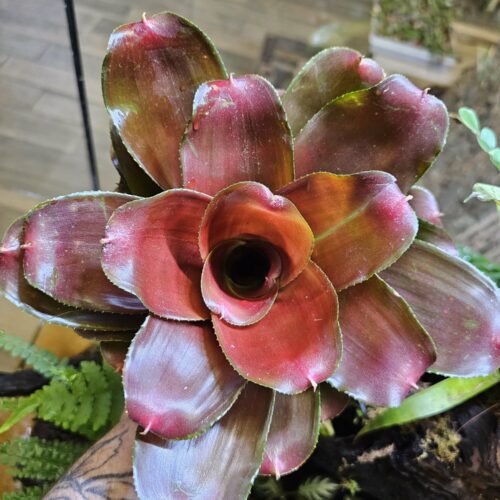 Neoregelia - Red médusa