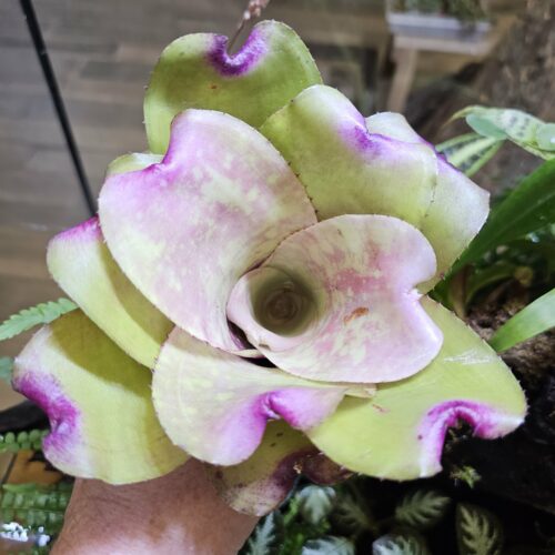 Neoregelia -Ninja x carolinae