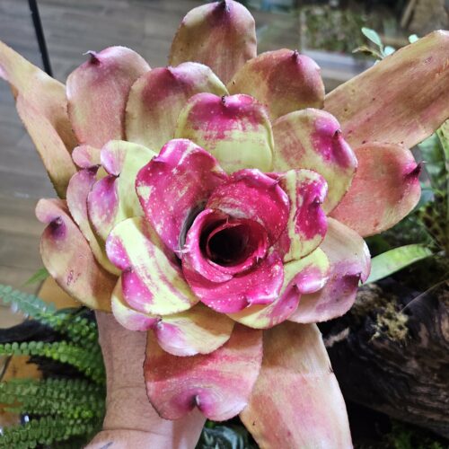 Neoregelia -Margaret