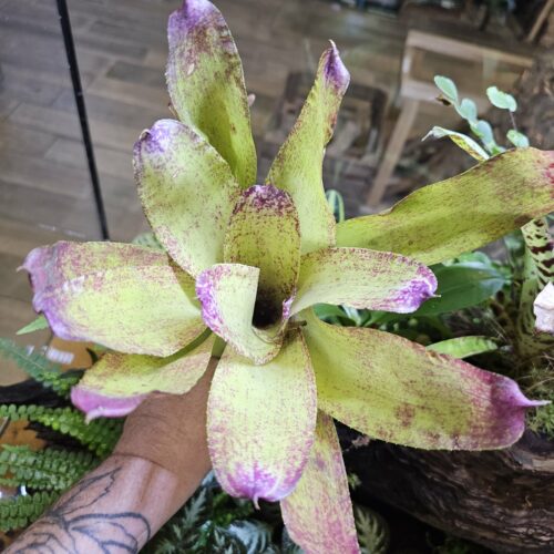 Neoregelia -Datcher
