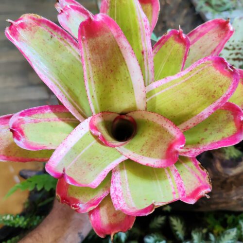 Neoregelia Bella Zanza