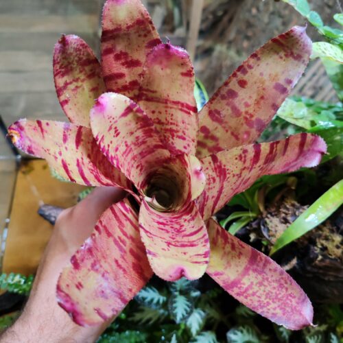 Neoregelia Red Tiger