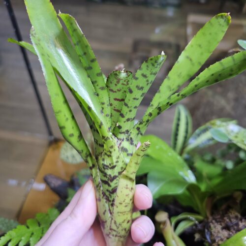 Neoregelia Green space