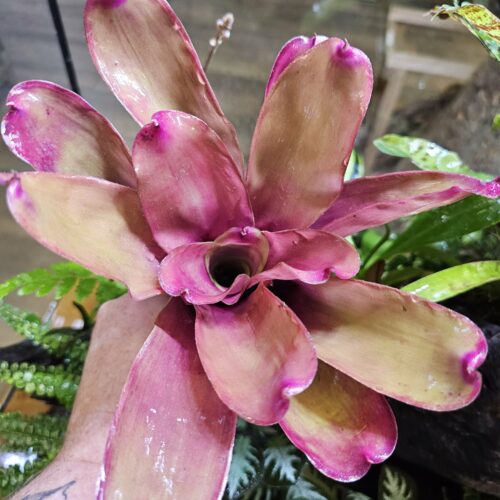 Neoregelia Kathleen x fireball