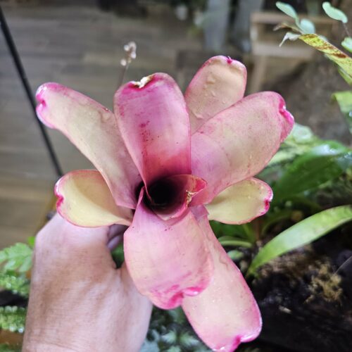 Neoregelia Subcompacta red