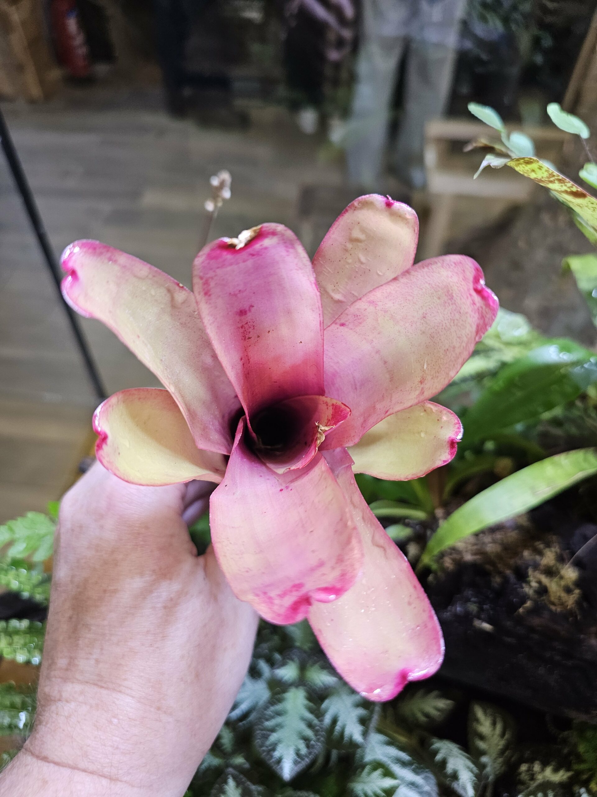 Neoregelia Subcompacta red