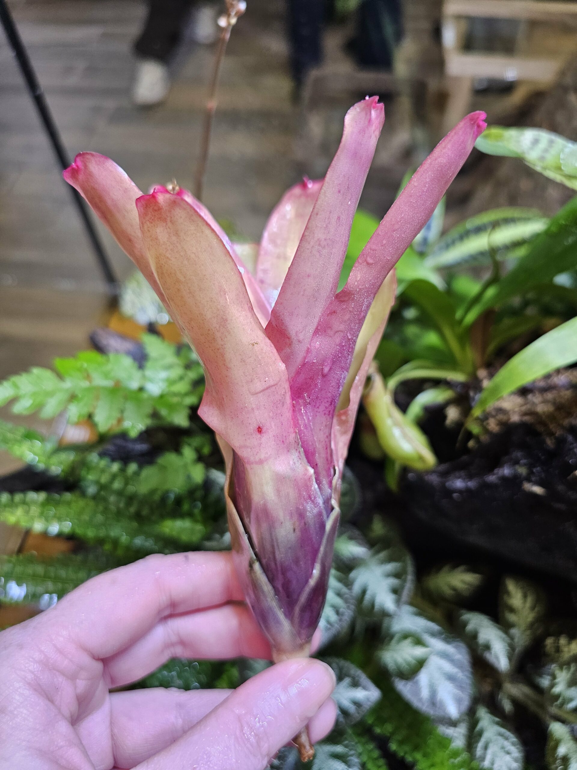 Neoregelia Subcompacta red – Image 2
