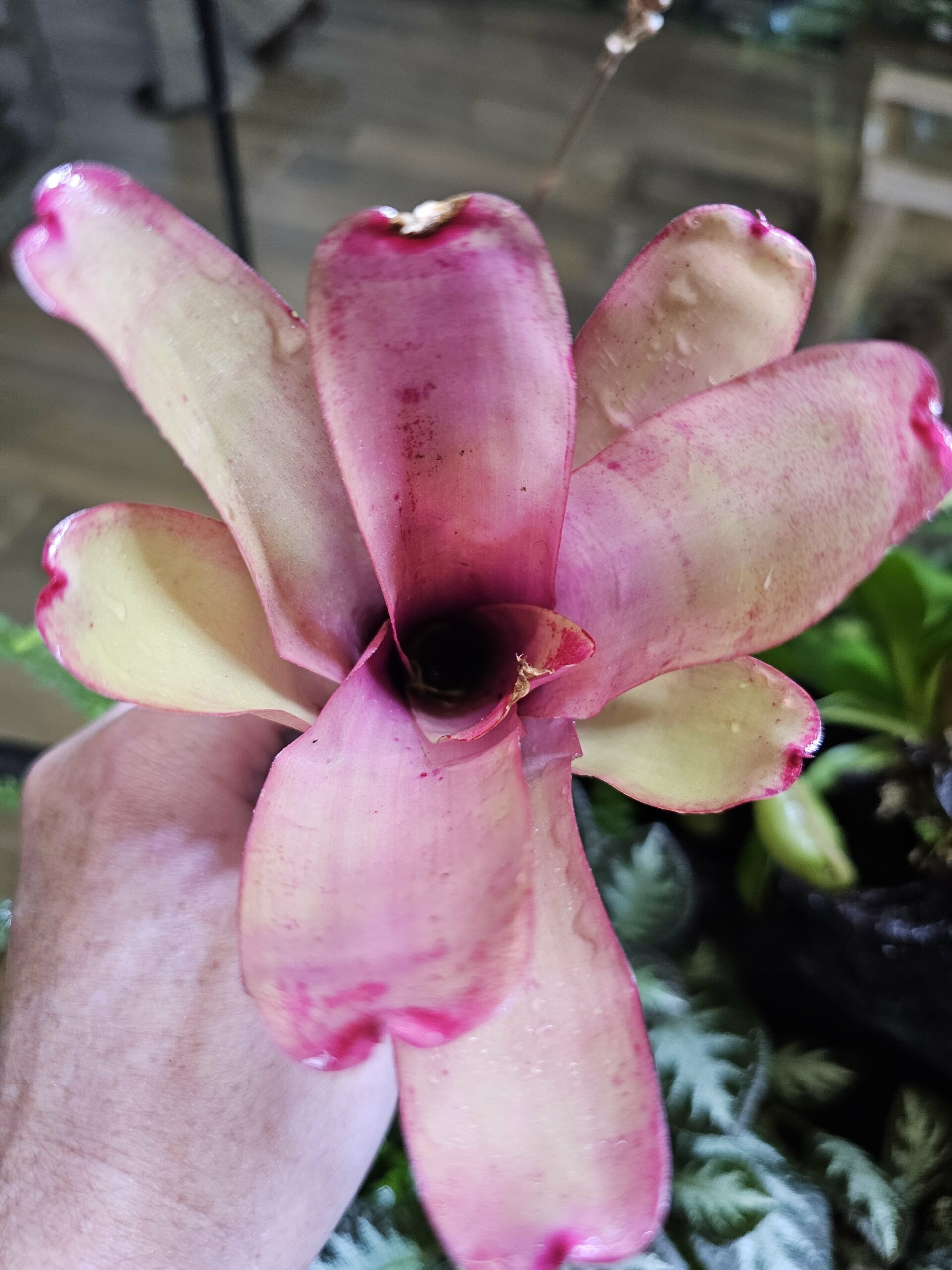 Neoregelia Subcompacta red – Image 3