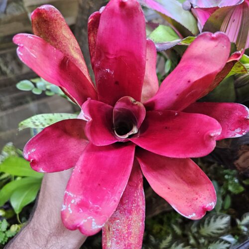 Neoregelia Scarlet Flame