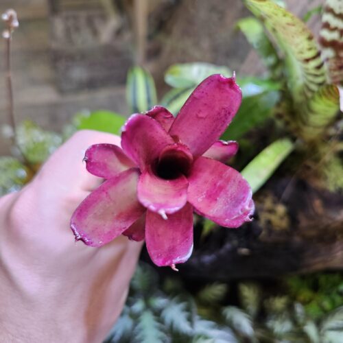 Neoregelia Mephisto red