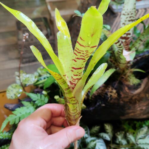 Néoregelia Ampullacea Clone Hybrid